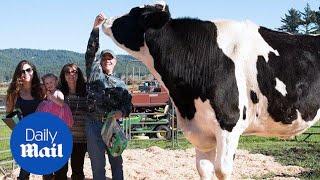 Meet Daniel the world's tallest cow a staggering six-foot-four - Daily Mail