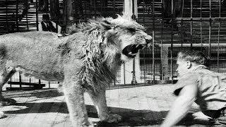 HD Historic Archival Stock Footage Jungle King Gets a Bath 1931