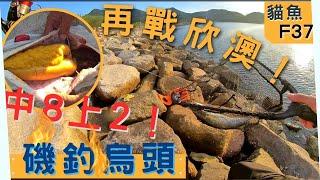 貓魚F37 【#磯釣烏頭】【進步中 】中8得2||香港東【磯釣】步兵#Hong Kong Fishing