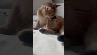 그루밍이 조아~ 홍시는 그루밍 삼매경 #귀여운고양이 #cat #고양이야옹 #고양이일상 #브리티쉬숏헤어