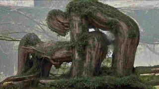 30 MOST Unusual Trees In The World