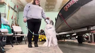 Introducing Sam the Great Pyrenees to the Sidekick leash - also known as a Transitional leash.