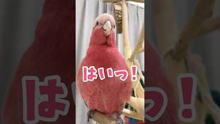 【素直すぎ】嘘がつけないオウム #モモイロインコ