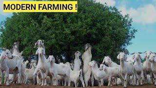 free range grajing ! goat farming in Rajasthan !saini goat farm! contact 9521855376