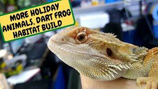 MORE HOLIDAY ANIMALS, DART FROG HABITAT BUILD (Snake Island Exotics)