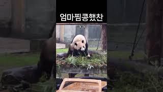엄마한테 마킹하는 초딩 판다 망찬찬 #망자이 #다판다 #판다