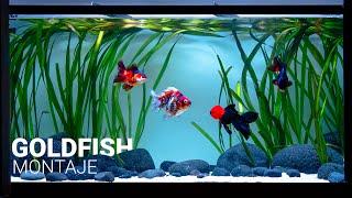 ACUARIO para GOLDFISH | Guía paso a paso