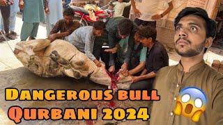 Dangerous cow qurbani 2024  cow mandi