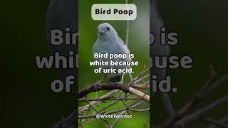 Why Is Bird Poop White?  #shorts