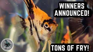 GIVEAWAY WINNERS ANNOUNCED! TONS OF FRY IN THE FISH ROOM + A QUICK UPDATE!