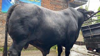 MIRIP GRANDONG SETIA FARM SAPI MONSTER DI REDOR FARM️