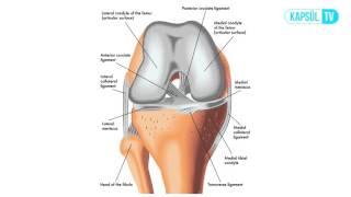 Menisküs Nedir?