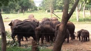 Uda Walawe Elephant Transit home Sri Lanka