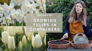 Planting Tulips In Pots  | How To Be Successful With Your Bulb Lasagne | Bulbs Growing Series (#1)