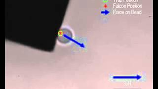 2009 - Opt. Exp. - Exploration of a silica MEMS corner with a haptic optical tweezer