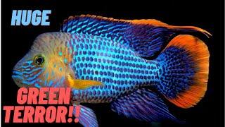 GREEN TERROR CARE GUIDE : HUGE GREEN TERROR CICHLID