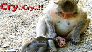 Breaking Heart!! For Poor Baby Monkey Miltan Cr.y His Mamma Not Share Food & Give Les.son Him