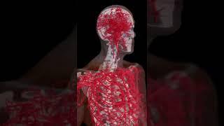 What are the 11 human organ systems | Organ Systems in our body | Humen Body.