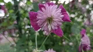 Клематис Авангард . Clematis Avant - Garde .