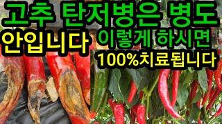 고추 탄저병 이렇게 하시면100% 치료됩니다