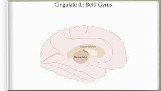 Neuroanatomy with Chimmalgi