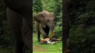 Come Out, You Little Troublemaker!" – Elephant Drags Tiger Out for - #tiger #elephant #animals