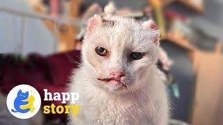 What's the Story Behind This Cat's Face? | HAPP