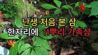 산삼이 한곳에 11뿌리가 있다! 모삼은 어디에?