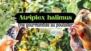 L'atriplex halimus, une gourmandise au poulailler, un fourrage pour vos poules