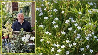 DIOSMA & COLEONEMA, SMALL SOUTH AFRICAN SHRUBS, VERY SOFT AND FLOWERY. Le Quotidien du Jardin N°477