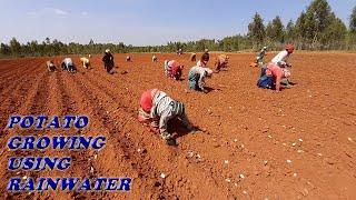 Potato Growing Using Rainwater in India Part -2 SOWING POTATOES and PLOUGHING | Farming videos