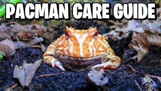 PACMAN FROG CARE! How to Take Care of a Pacman Frog