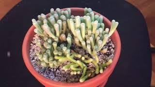 Watering Baby Toes Fenestraria