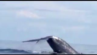 Swimming with a Blue Whale