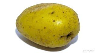 Potato Timelapse