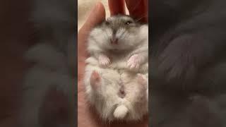 배치기  #cute #kkaburi #hamster #ハムスター #햄스터 #햄스타그램 #일상#순둥이 #かわいい#까부리