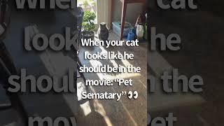 Pet Sematary, but it’s just my cat  #cat #kitty  #gatos