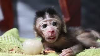 Crying loudly miserable baby monkey Ting Ting got injured