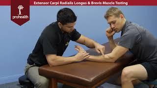 Extensor Carpi Radialis Longus & Brevis Muscle Test Palp Dr Vizniak Muscle Manual