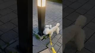 형이 부르는데 외면하는 강이지