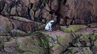 Video shows moment dog is rescued from dangerous cliff | SWNS