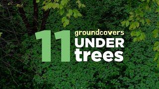 11 Perennial Ground Cover Plants Performing Great Under Trees