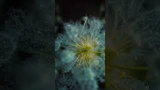 Digital Flora - Real-time Data Visualization