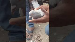 Welcome kabootar market Delhi 2024#kabootarbazi #kabootar #pigeon #birds #shortsfeed#short-video