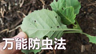 最好的防治菜青虫的办法 The best way to stay away from cabbage moth