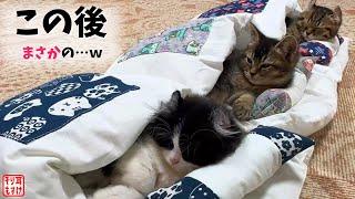 【絶景】布団敷いておいたら秒でこうなった猫たちのその後がまさかすぎたｗ