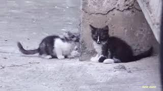 Baby kittens play under a 9 storey building