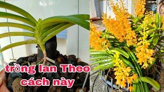 Cách trồng lan rừng nhanh phát triển và ra hoa