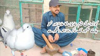 Treatment of various diseases happening to pigeons