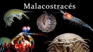 Les Malacostracés (Crevettes-Mantes, Amphipodes, Isopodes, Krill & Cie)